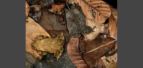 JRISTGIOEDOFELHB-pad825x396xx444x