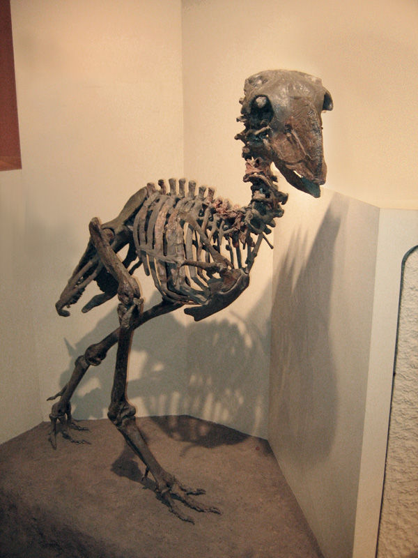 Diatryma
