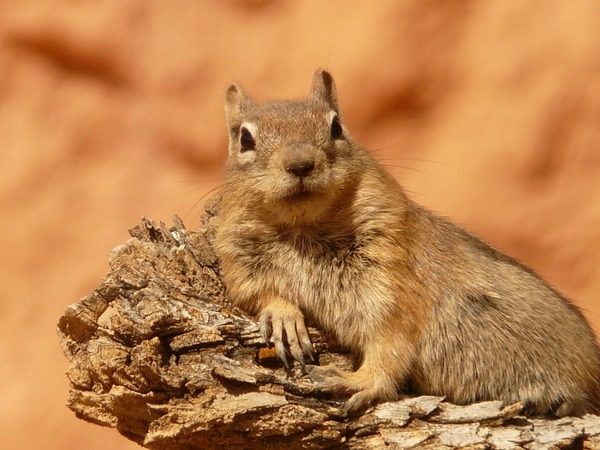 golden-mantled-ground-squirrel-4588_960_720