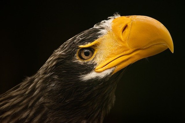 stellers-sea-eagle-gbb04012f6_640