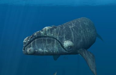 北極セミクジラ