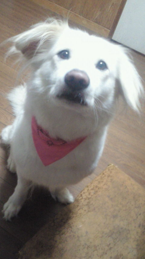 犬