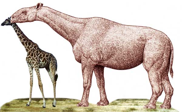 Baluchitherium