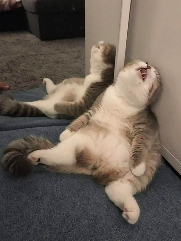 funny-cats-sleeping-weird-positions-90-5c0f816d319f7__605