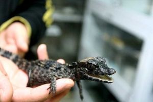 閲覧注意 ワニとかいうクソカッコイイ生物 レプタイルチャンネル
