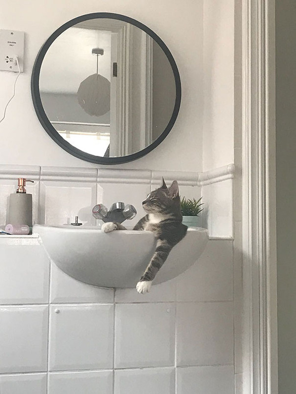 funny-cats-sleeping-weird-positions-14-5c0f7ccc92acc__605