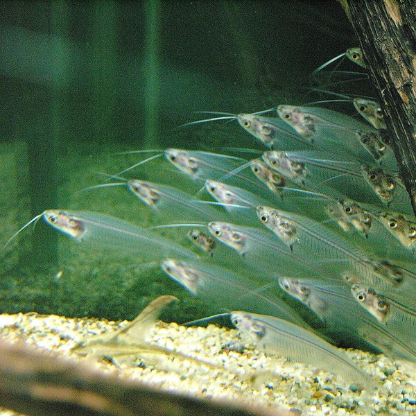 Kryptopterus_species
