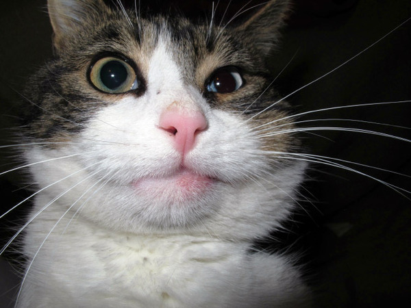 bees-vs-cats4