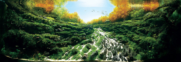 aquarium-8