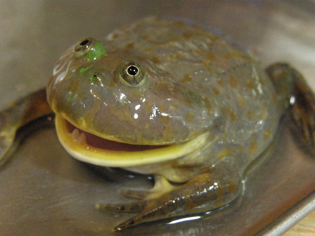 ペットショップで買えるちょっと面白くて珍しい生き物を紹介したい レプタイルチャンネル