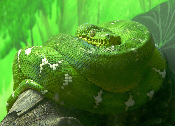 800px-Emerald_Tree_Boa_Facing_Forward_2646px