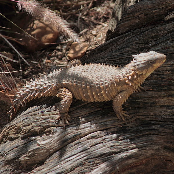 600px-Cordylus_giganteus_2