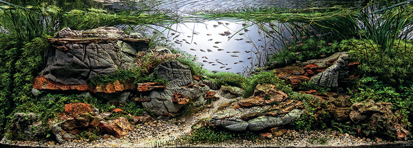 aquarium-12
