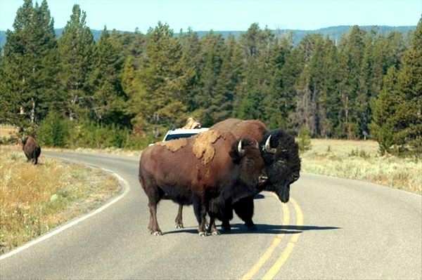 s-bison4