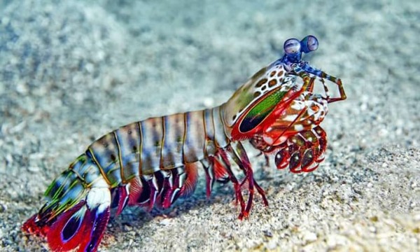 mantisshrimp-670x402