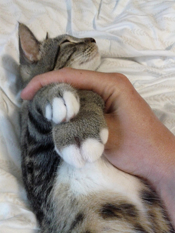 bees-vs-cats11