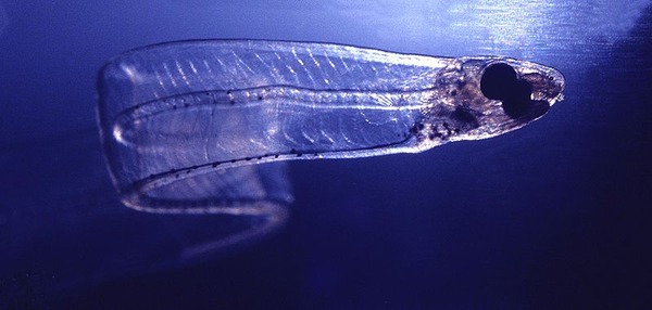 800px-LeptocephalusConger