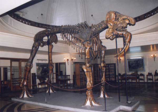 Deinotherium_thraciensis