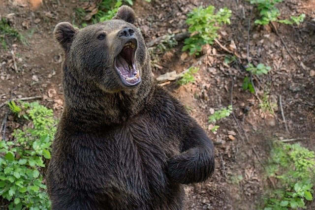 獣害 日本のクマの事件で一番やばいのは三毛別羆事件 これ 不思議 Net