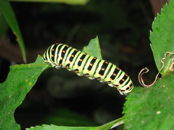 Papilio_machaon_larva