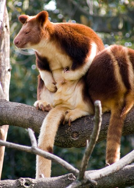 428px-Tree_kangaroo2