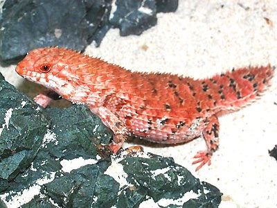 このトカゲ美しすぎんだろ ドラゴンみたいでかっこいいトカゲ画像まとめ レプタイルチャンネル
