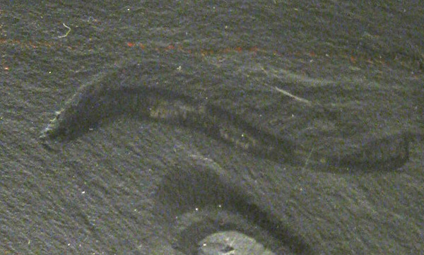 Pikaia_Smithsonian