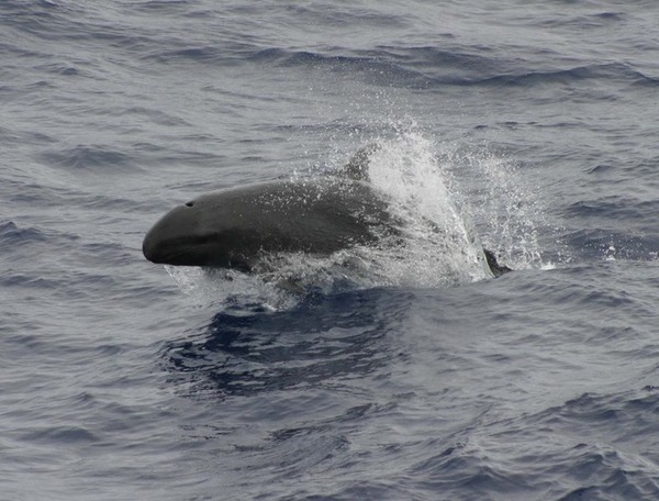 789px-False_killer_whale_890002