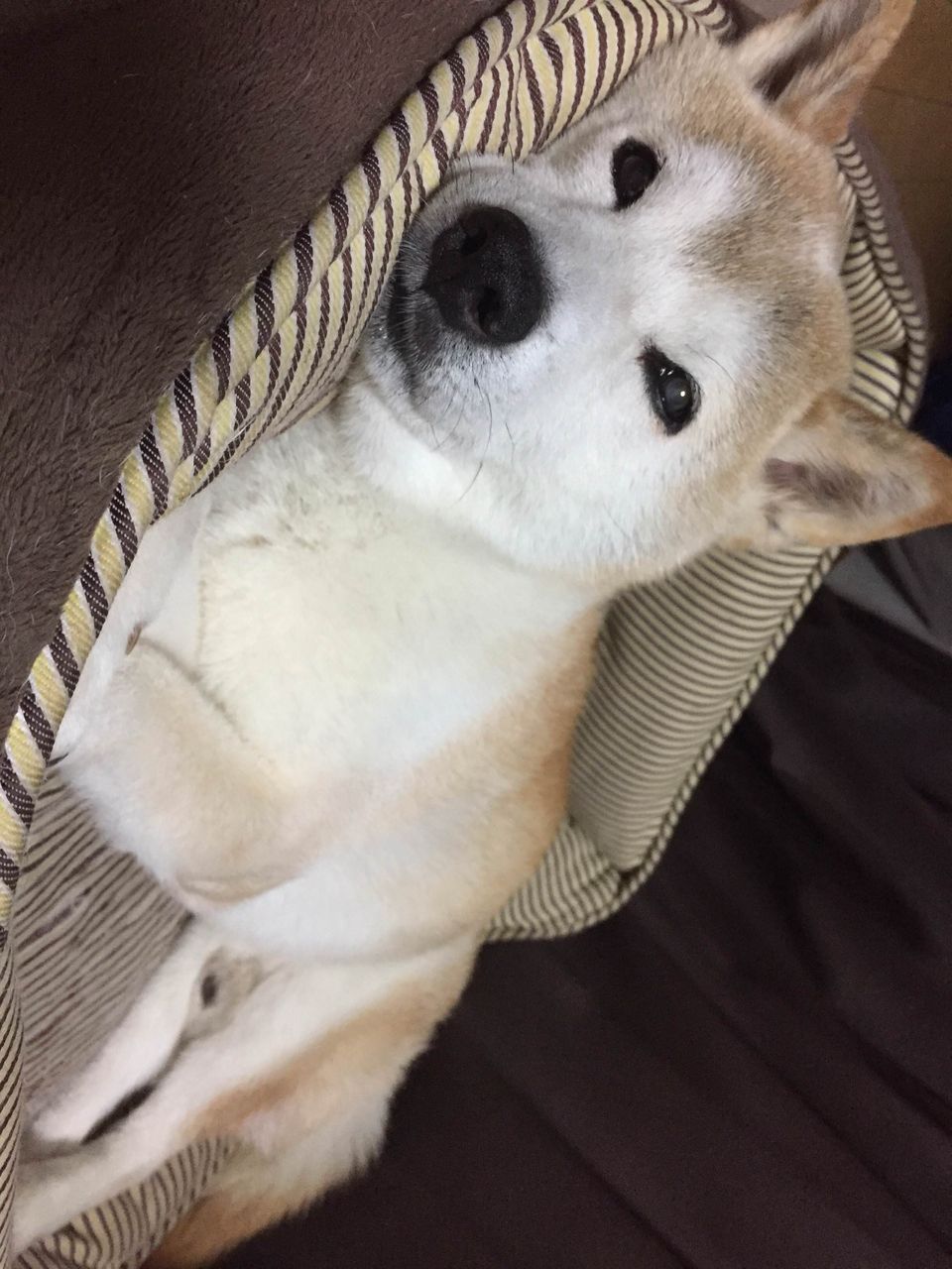 ワイ 犬お前病気なんか 犬 せやでもう死ぬんやで 不思議 Net ワイ 犬お前病気なんか 犬 せやでもう死ぬんやで 不思議 Net
