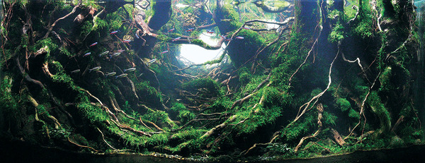 aquarium-5