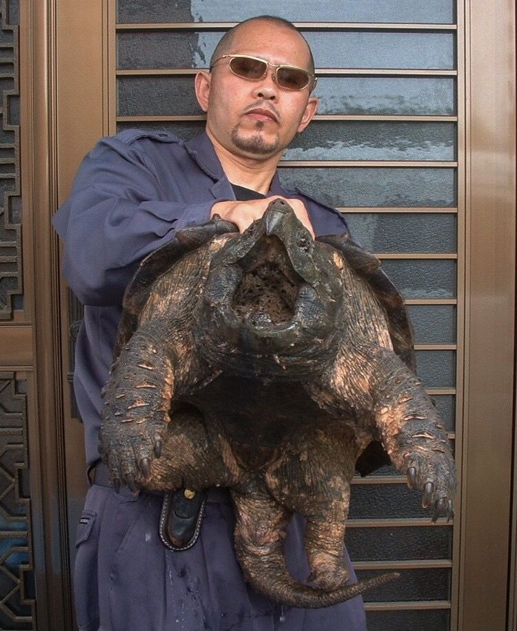 化け物クラスの凶暴ワニガメ これはガチでやべえええｗｗｗｗｗｗｗｗｗｗ 不思議 Net