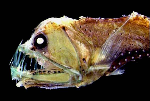 Messina_Straits_Chauliodus_sloani