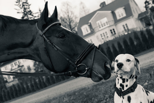 hjorthmedh-equestrian-cousin-concerned-dog