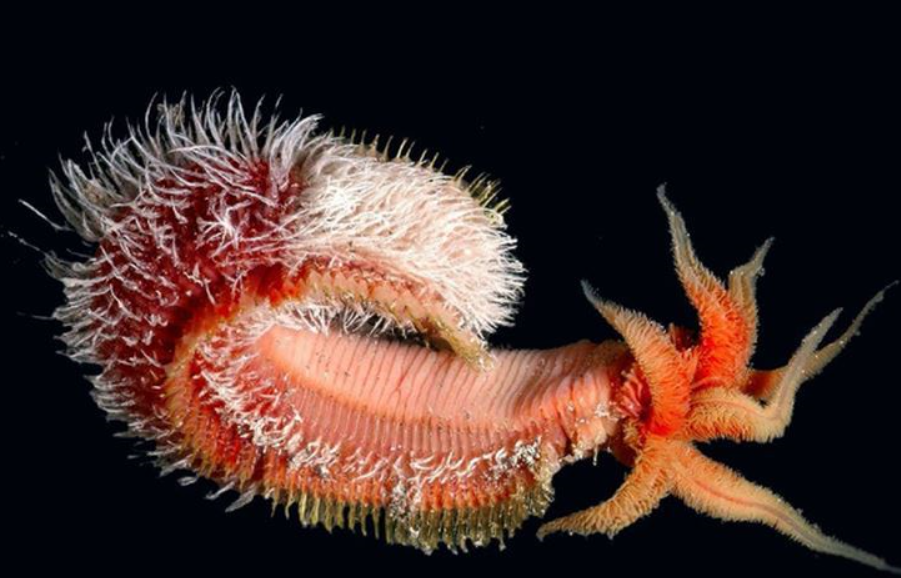 閲覧注意 世界のグロテスクな水棲生物ランキングwwwwwwwwwwwwwww 不思議 Net 閲覧注意 世界のグロテスクな水棲生物ランキングwwwwwwwwwwwwwww 不思議 Net