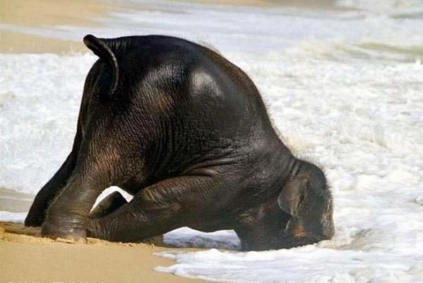 Animali-divertenti-600-6