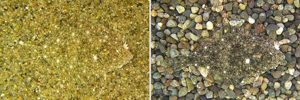 camouflaged-animals-55