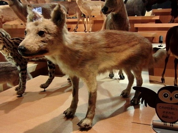 640px-Japanese_Wolf