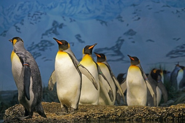 king-penguin-g00080f06d_640