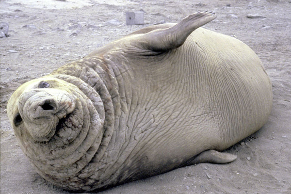 800px-Southern_Elephant_seal