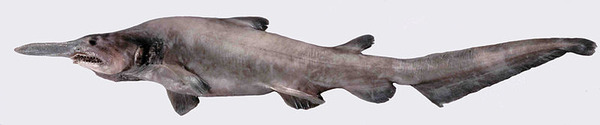 799px-Mistukurina_owstoni_museum_victoria