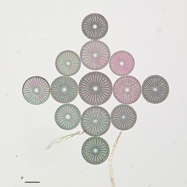 diatom-7