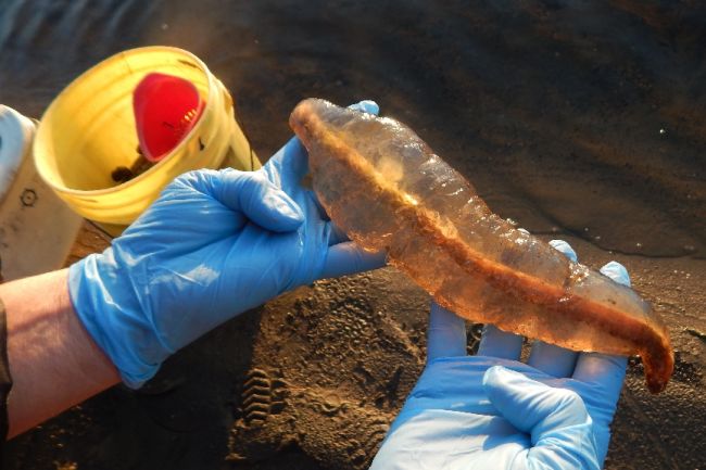 Uma カナダの湖で ブヨブヨ とした奇妙な水生生物が発見される 不思議 Net Uma カナダの湖で ブヨブヨ とした奇妙な水生生物が発見される 不思議 Net
