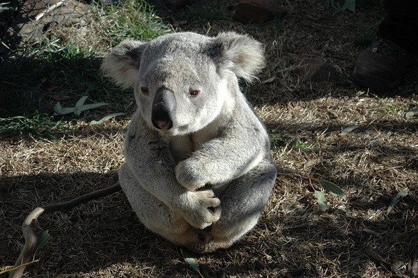 koala-bear-g8efcb2dd4_640