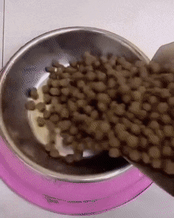 Gif 犬のご飯に対する執着心くっそワロタwwwwwwwwwwww 不思議 Net Gif 犬のご飯に対する執着心くっそワロタwwwwwwwwwwww 不思議 Net