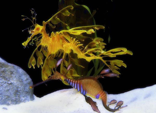 貴重でかつ繊細、どう見ても「葉っぱ」なその生物とは？ | 不思議.net - 5ch(2ch)まとめサイト