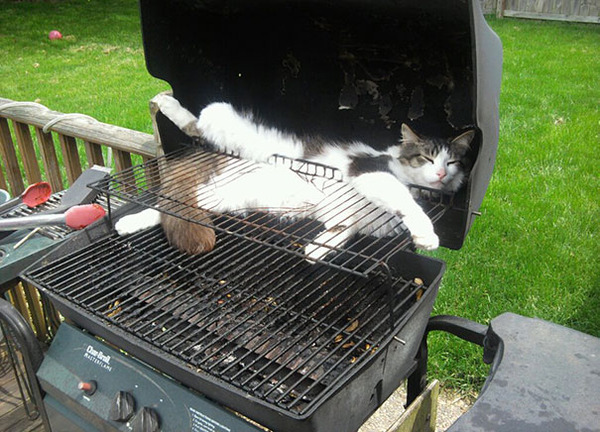 funny-cats-sleeping-weird-positions-145-5c0fa8c89ca6f__605