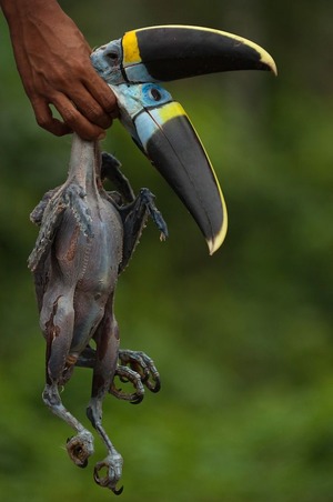 PAY-Monkey-Hunting-Tribe-1