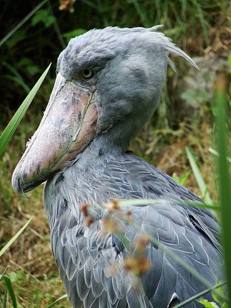 450px-Balaeniceps_rex_2_(zoo_Zurich)