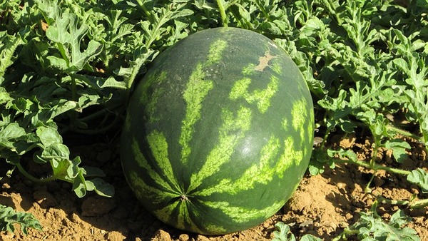watermelon-g987b18f26_640