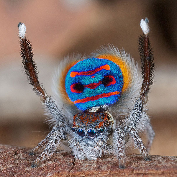 peacockspider1